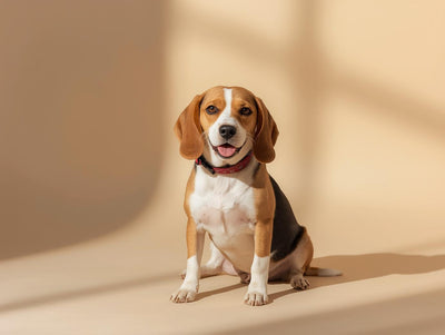 BEAGLE